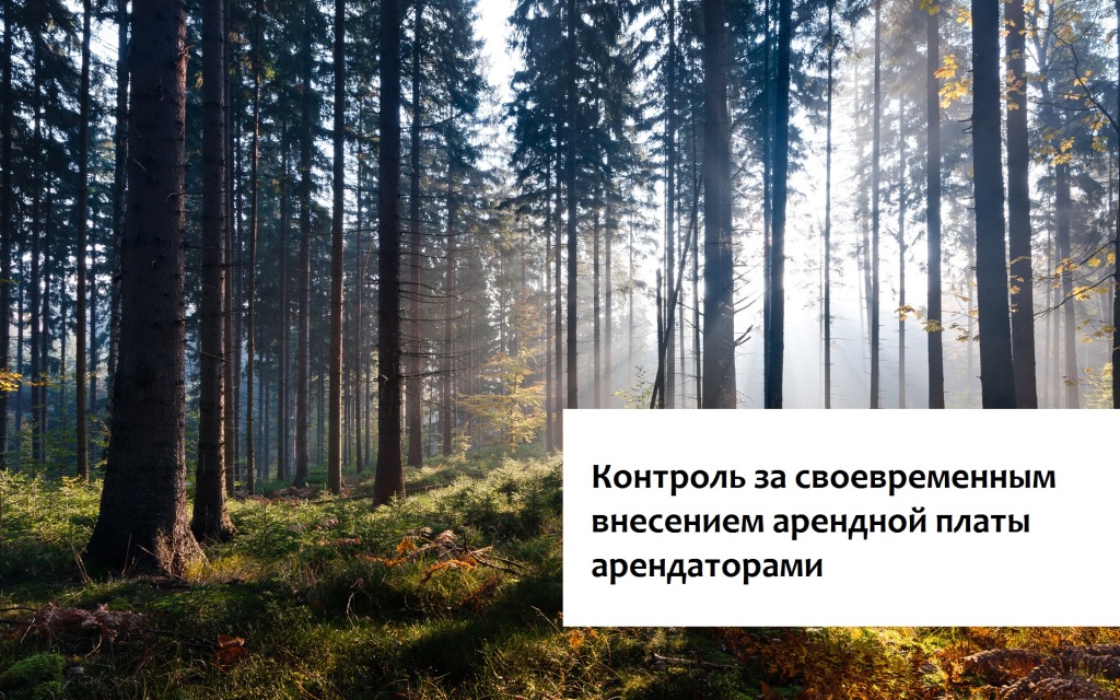 В Ярославской области снижены долги за использование лесов - фото 1