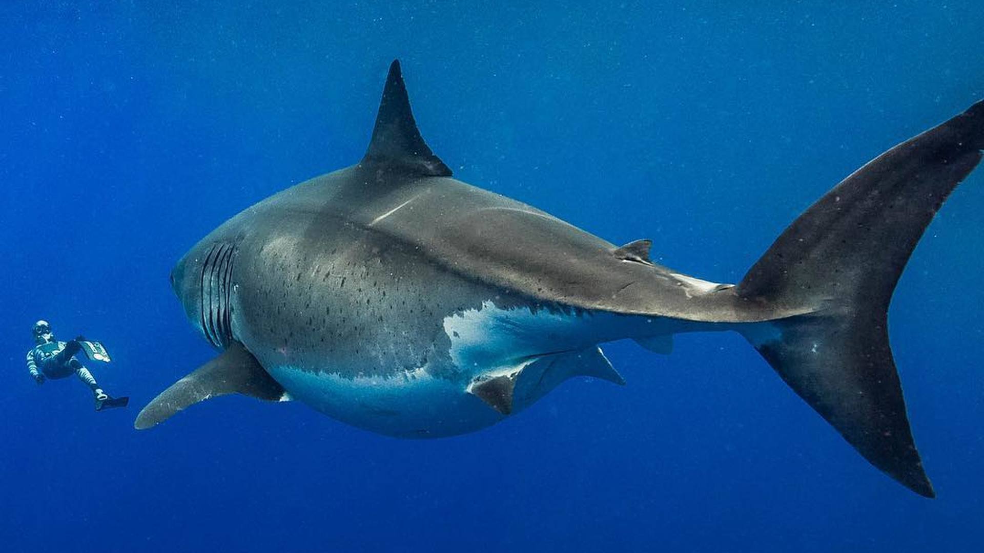 На камеру попала одна из самых больших белых акул в истории наблюдений (фото, видео) - фото 2