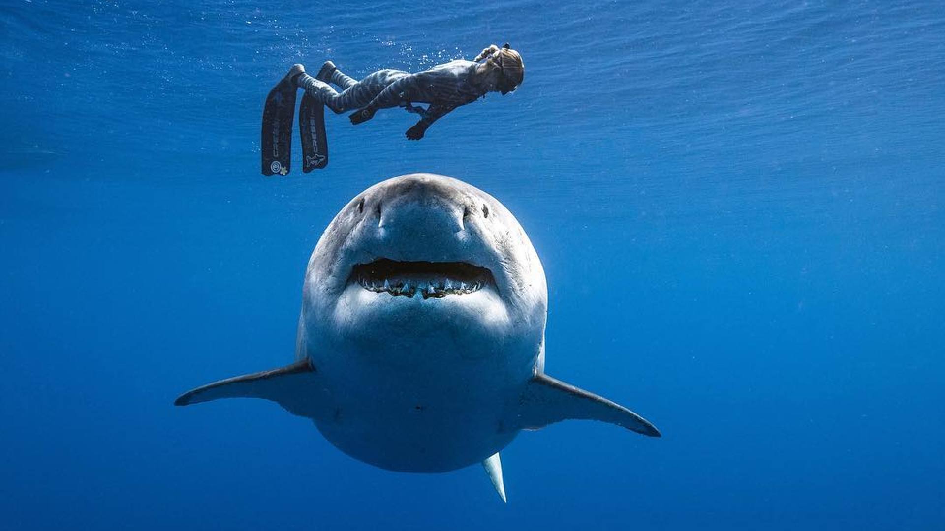 На камеру попала одна из самых больших белых акул в истории наблюдений (фото, видео) - фото 1