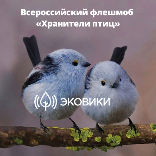 Стартовал всероссийский флешмоб “Хранители птиц” - фото 2