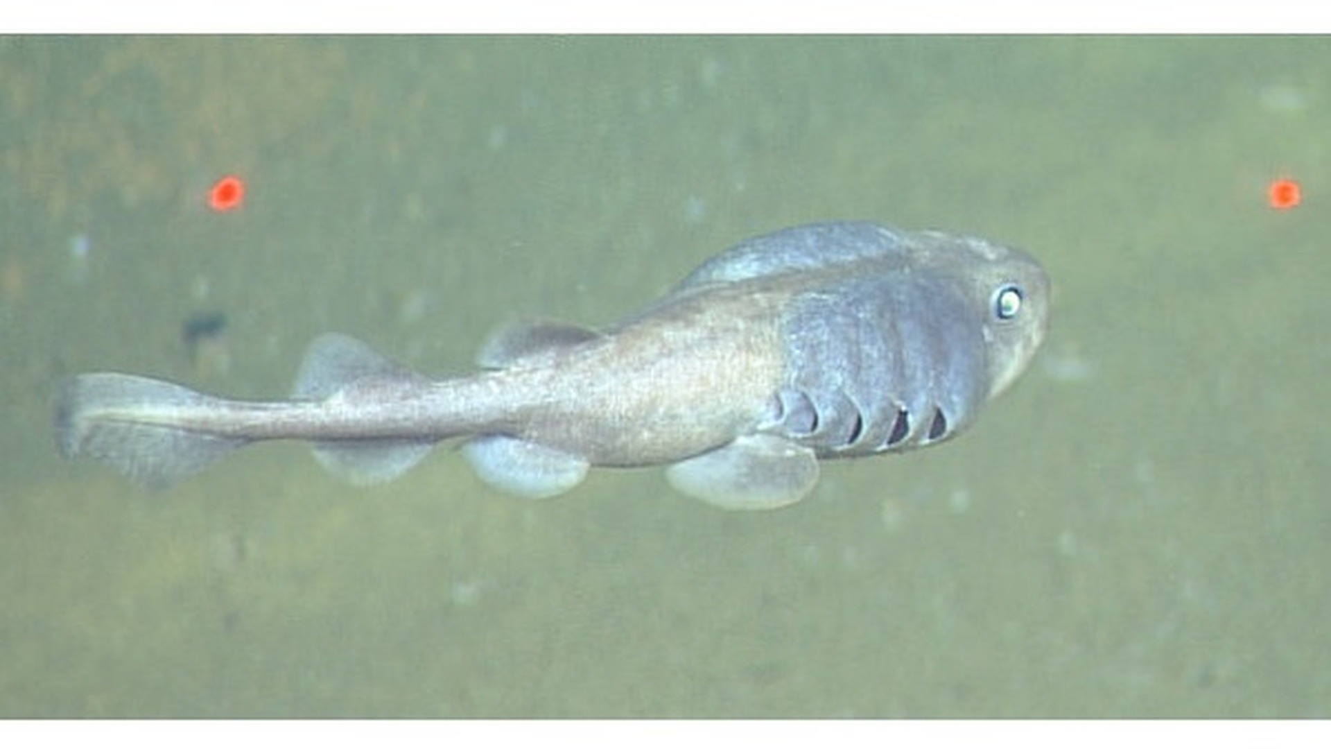 Учёные описали рыб, процветающих в "мёртвой зоне" океана - фото 2