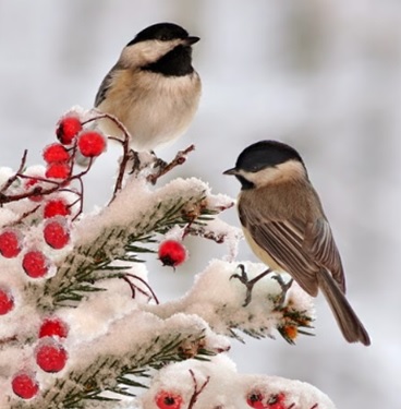 Вебинар «Помогая птицам — помогаем себе. Что мы можем сделать для них зимой», 24 января - фото 1