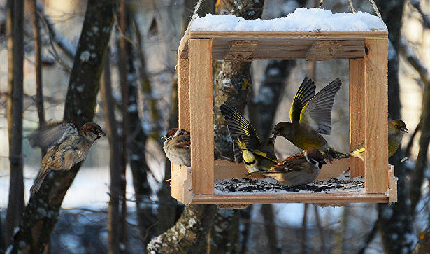 Канал биостанции Маринино готовится к 15 января — Дню зимующих птиц - фото 2