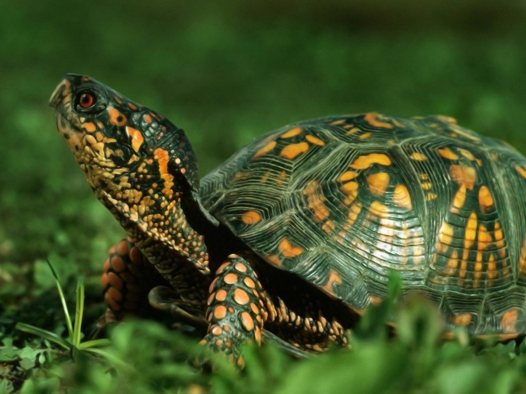 23 мая отмечается Всемирный день черепахи (World Turtle Day) - фото 3
