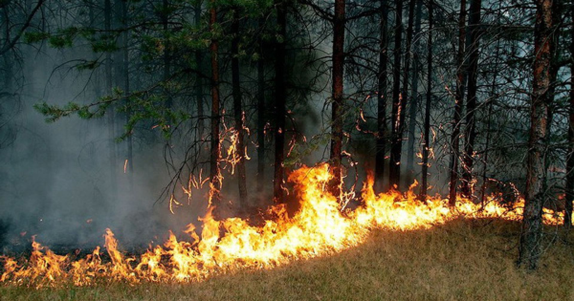 В Новосибирской области ущерб от природных пожаров втрое выше 2018 года - фото 1
