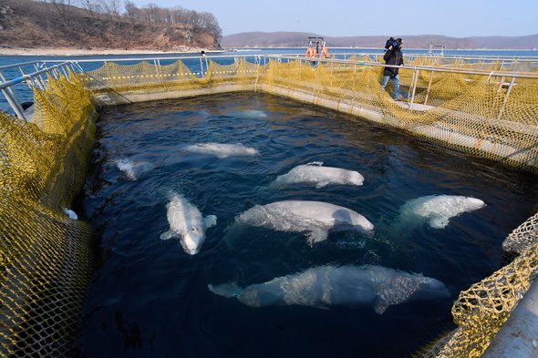 После заявления Кремля владелец китовой тюрьмы решил выпустить животных - фото 1