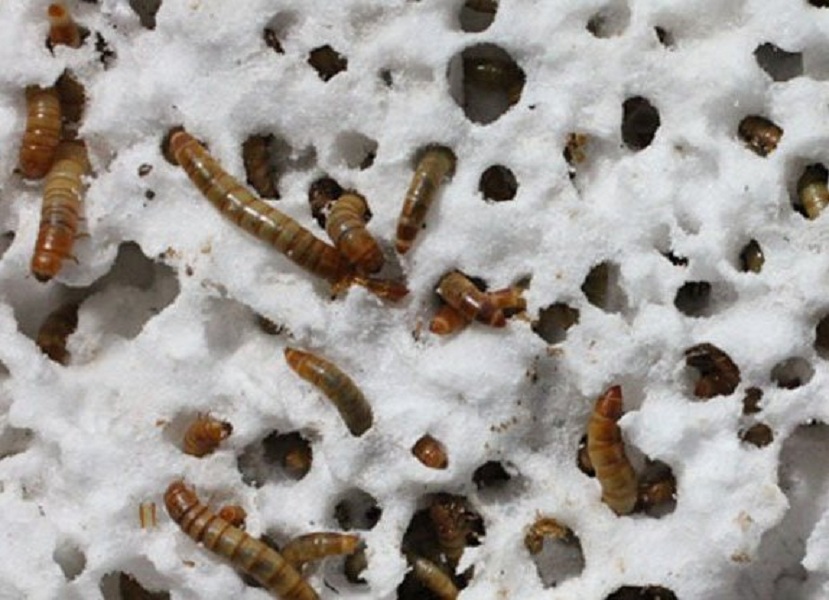 Ученые Стэнфорда обнаружили разновидность червей, способных питаться пластиком - фото 1