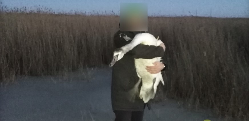 Замерзших лебедей спасла нормальная «омская пацанва» - СМИ - фото 2