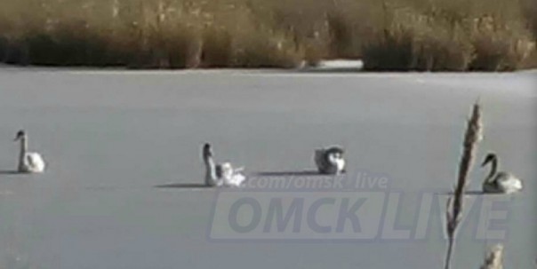 Замерзших лебедей спасла нормальная «омская пацанва» - СМИ - фото 1