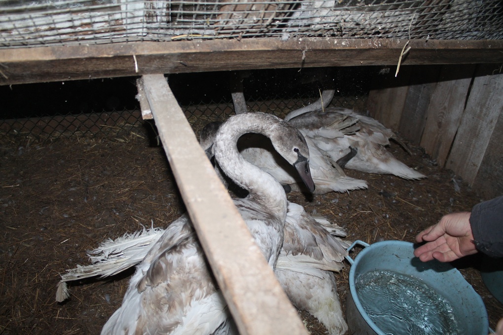 Замерзших лебедей спасла нормальная «омская пацанва» - СМИ - фото 6
