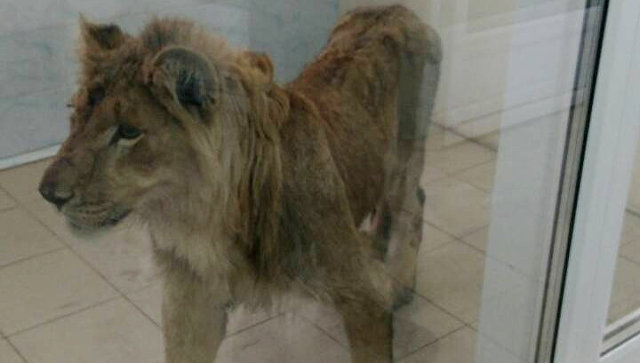 Брошенного хозяином льва спасают в Иркутске - фото 1