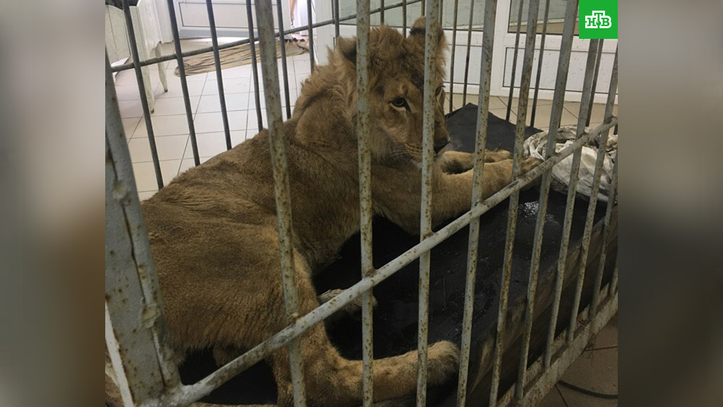 Брошенного хозяином льва спасают в Иркутске - фото 2