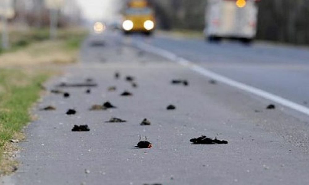 Жители Карелии наблюдали массовое падение  птиц на землю  - фото 1