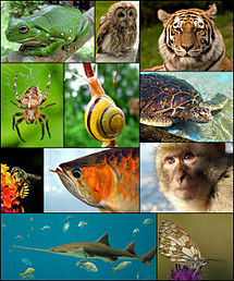 215px-Animal diversity October 2007