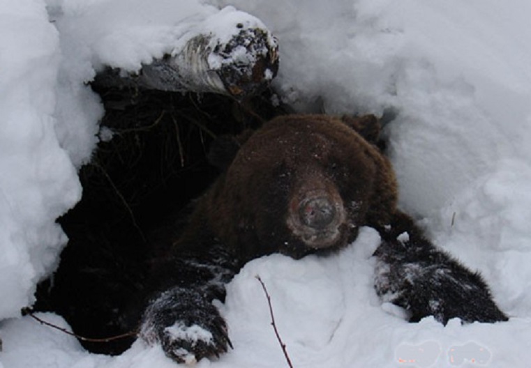 В одном из городков Челябинской области дикий медведь устроился на зимнюю спячку(видео) - фото 1
