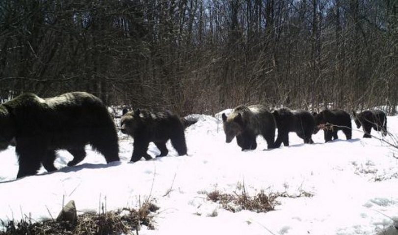 В нацпарке Приморья появилась медведица – мать – героиня, выкормившая и воспитавшая пятерых медвежат - фото 3