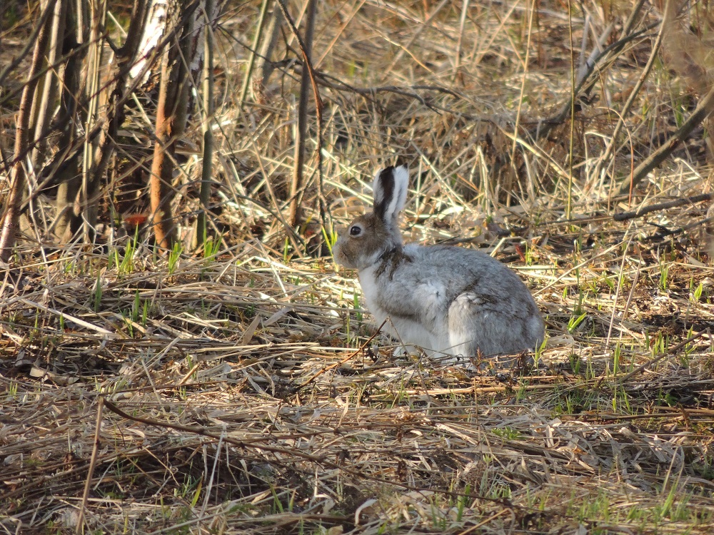 Сезон охоты на браконьеров в Керженском заповеднике открыт всегда - фото 4