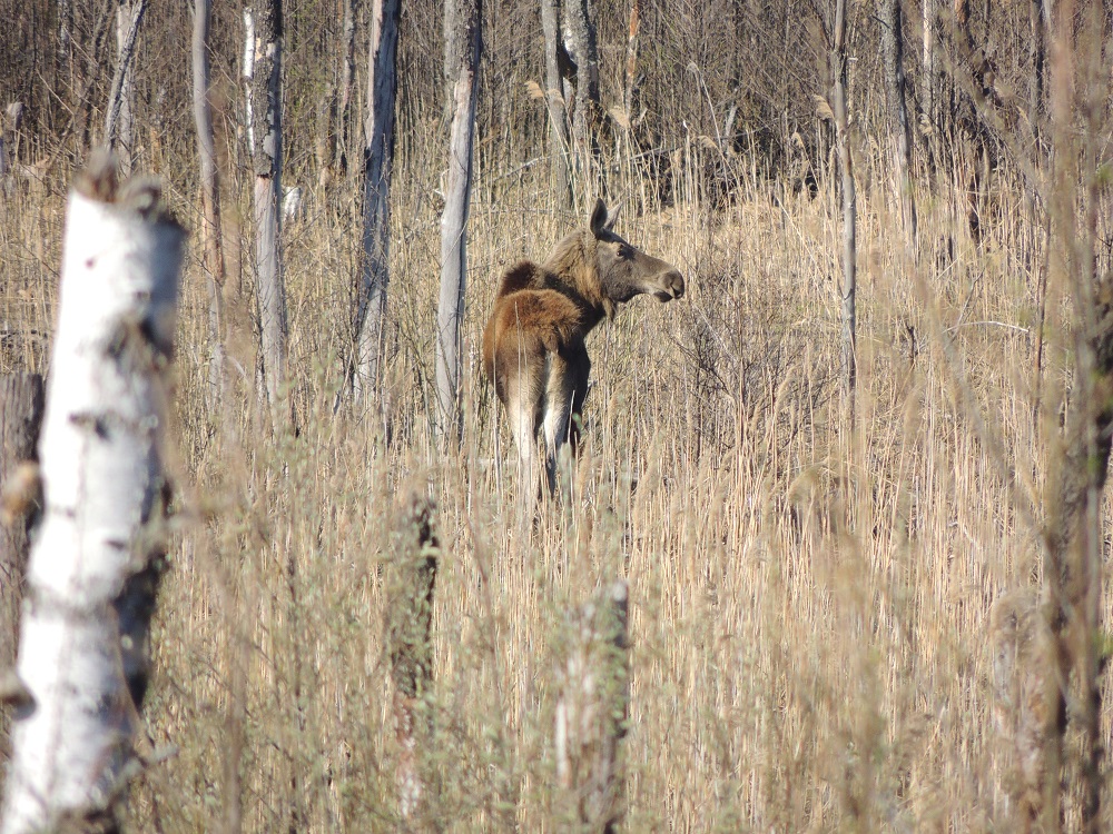 Сезон охоты на браконьеров в Керженском заповеднике открыт всегда - фото 5