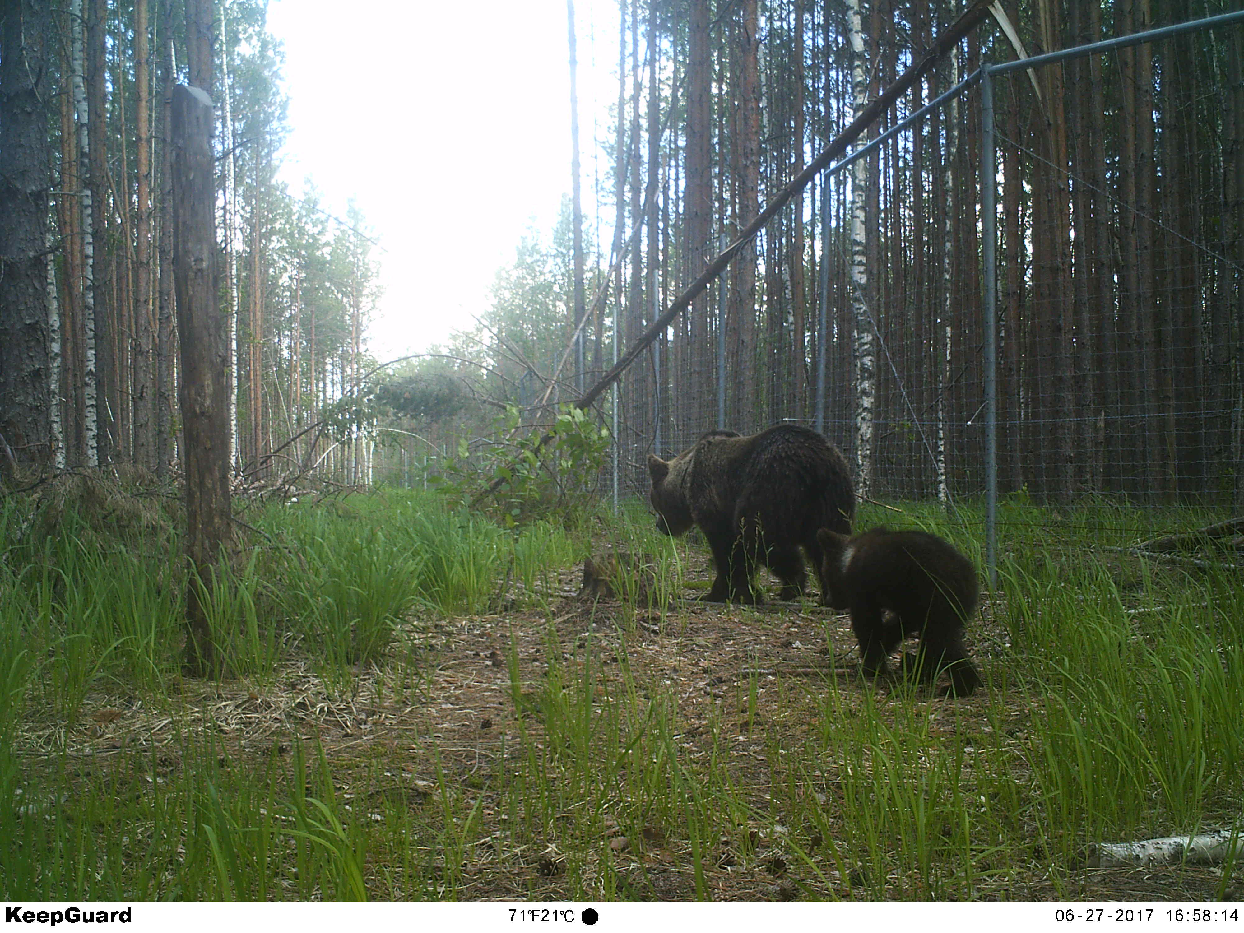 Сезон охоты на браконьеров в Керженском заповеднике открыт всегда - фото 6