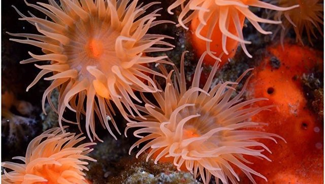 На Курилах учеными обнаружено около 30 видов морских существ - фото 1