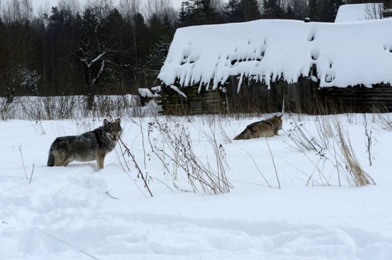 Экологи Коми дали рекомендации, как не стать жертвой нападения волков - фото 1