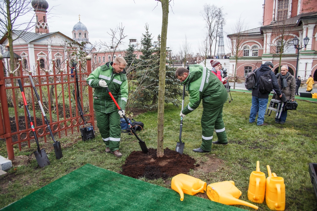 Патриарх Кирилл принял участие в посадке деревьев главной липовой аллеи Донского монастыря - фото 16
