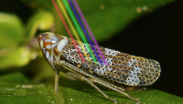 "Ночной" плащ-невидимку помогли создать ученым насекомые - фото 1