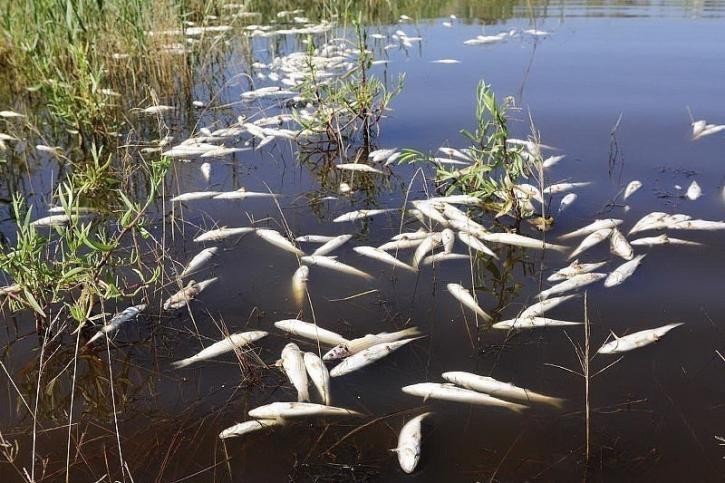 В Дагестане загублено рыбы на миллиард рублей - СМИ - фото 1