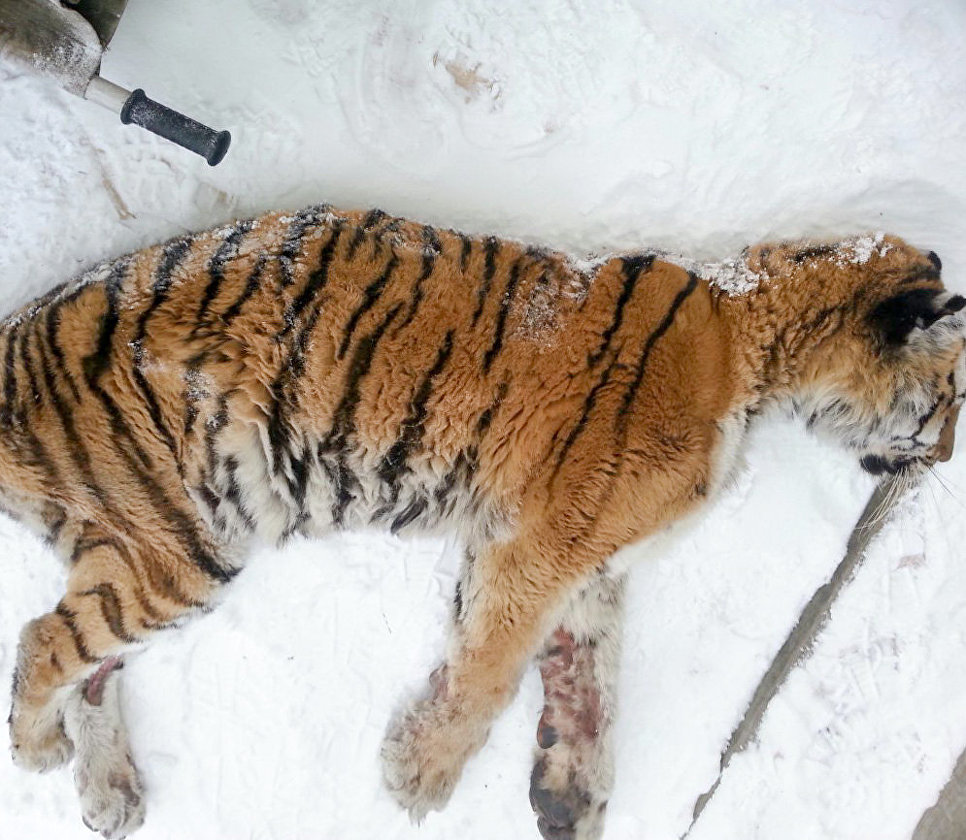 Вышедшая к людям в Хабаровском крае тигрица чувствует себя уже лучше - фото 2