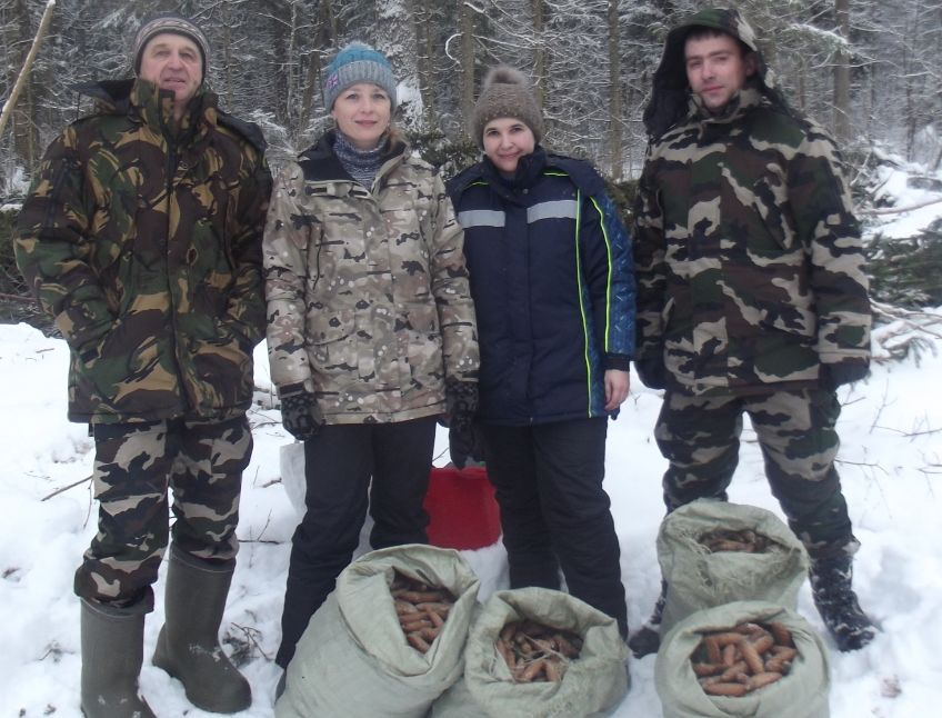 Галичское лесничество внесло свой вклад в план по заготовке шишек - фото 1