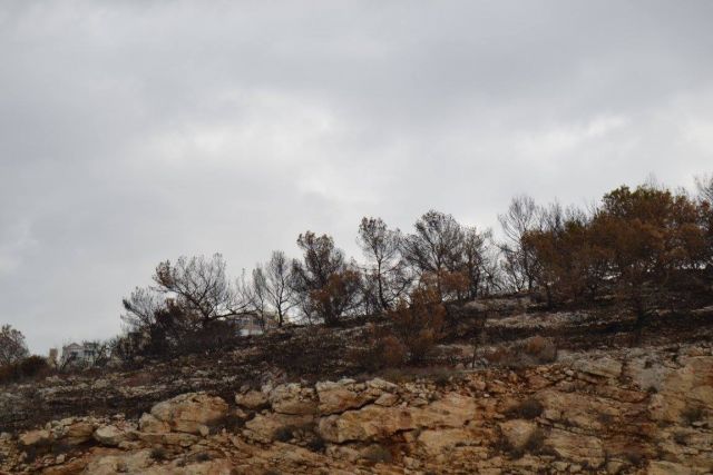 Для разбора причин осенних пожаров израильтяне пригласили экологов со всего мира  - фото 2