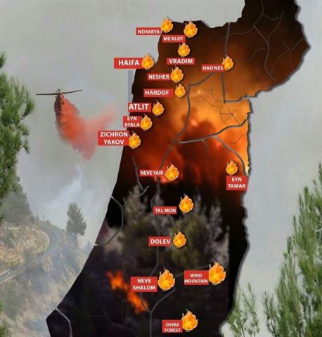 Для разбора причин осенних пожаров израильтяне пригласили экологов со всего мира  - фото 1
