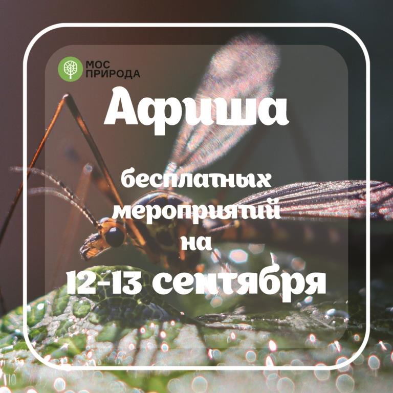 Пчелы, букашки, пернатые: Мосприрода познакомит с обитателями парков Москвы - фото 1
