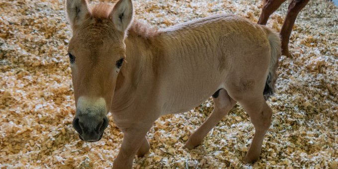 В США клонировали умершую 40 лет назад лошадь Пржевальского - фото 2