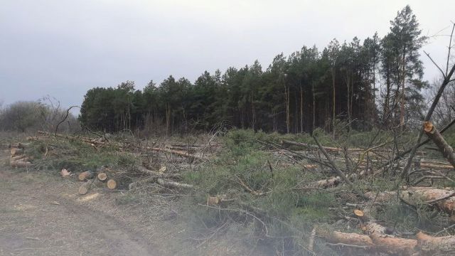 Михаил Соломонов: строительство антиэкологичной дороги по Волго-Ахтубинской пойме продолжено  - фото 3