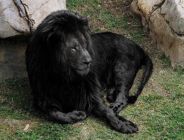Жил да был черный лев за углом... - фото 1