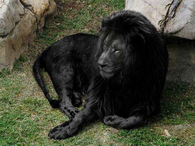 Жил да был черный лев за углом... - фото 3