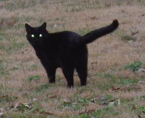 Ярослав Хабаров: Про больших чёрных кошек  - фото 3