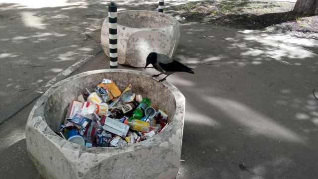 Раздельный сбор мусора в Москве. Городской бёрдинг - фото 7