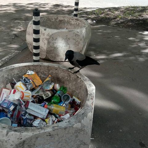 Раздельный сбор мусора в Москве. Городской бёрдинг - фото 14