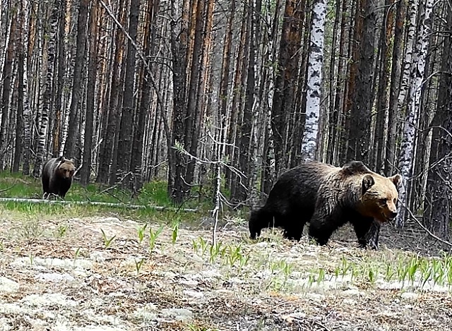 Медвежья свадьба попала в объектив фотоловушки в Керженском заповеднике - фото 1