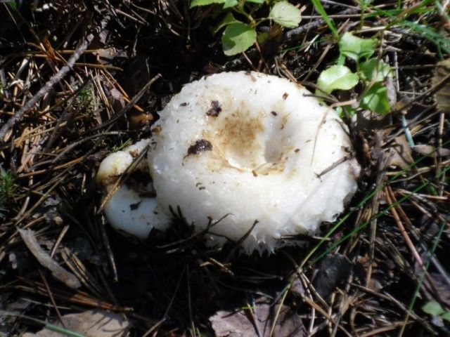 О том, почему мы любим грибы  - фото 15