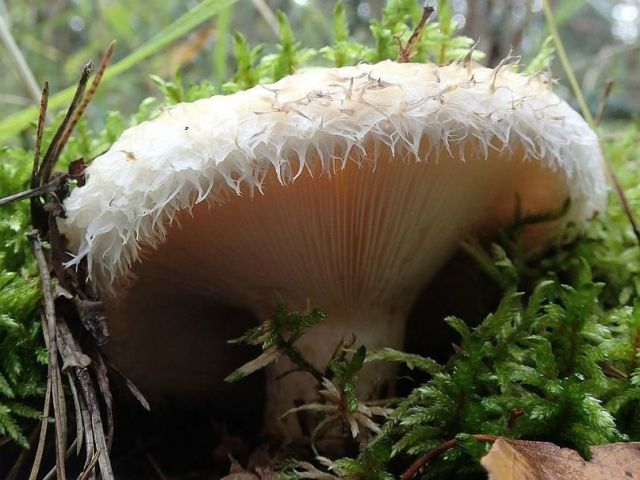 О том, почему мы любим грибы  - фото 17