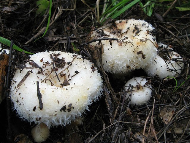 О том, почему мы любим грибы  - фото 18