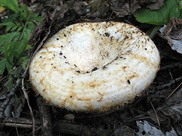 О том, почему мы любим грибы  - фото 20