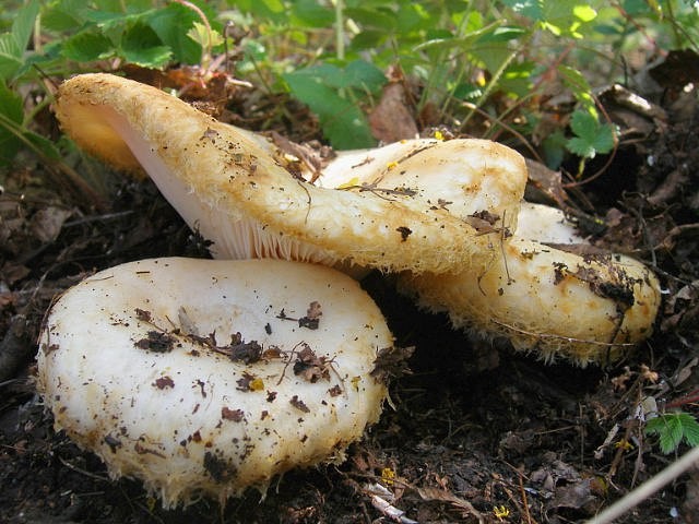 О том, почему мы любим грибы  - фото 22