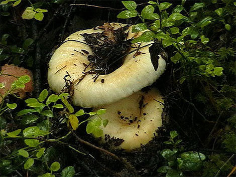 О том, почему мы любим грибы  - фото 4
