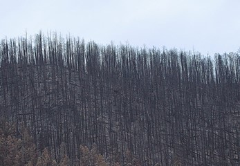 Байкал – пожар навсегда 2 - фото 1