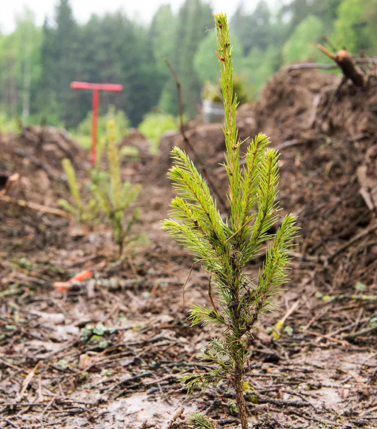 В Калужской области начаты весенние работы по восстановлению лесов - фото 1
