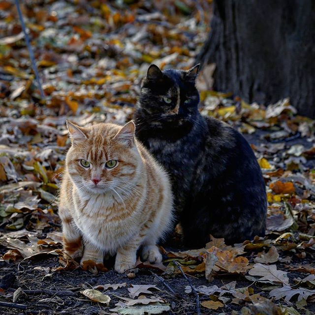  Коты "Аптекарского огорода" — потомки царских котов времён Петра I - фото 1